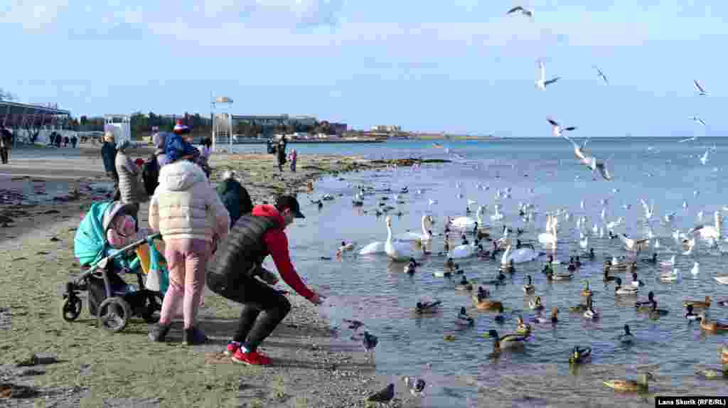 Кроме крякв и лысух у берега пляжа в море &ndash; грациозные лебеди и красноголовые нырки. Покормить птиц приходят целыми семьями, пронырливые голуби не боятся брать еду прямо из рук. Один солнечный зимний день в бухте Круглая &ndash; в фотогалерее