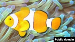 Пример симбиоза. Рыба-клоун (Amphiprion ocellaris) обитает среди жалящих щупалец морских анемон (Heteractis magnifica). Рыбы-клоуны защищают растения от питающихся анемонами рыб, а растения отпугивают хищников. Сама рыба-клоун покрыта защитной слизью.