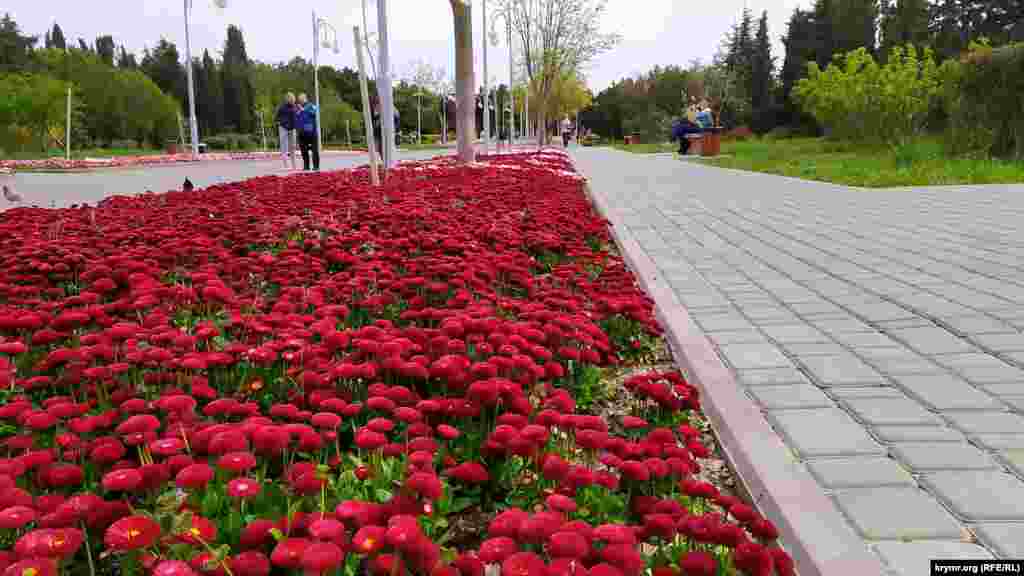 Маргаритки в парке имени Ахматовой