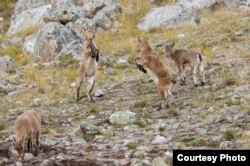 В горах Северного Кавказа