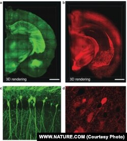 Supplementary Figure 1. CLARITY preserves GFP and TdTomato signals. (a) 3D rendering of a 1mm-thick Thy1-EGFP M line mouse brain block processed by CLARITY (Bregma -1.6 ->-2.6) showing distribution of EGFP expressing neurons and projections. Scale bar, 1m