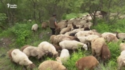 'Örüş yoxdur, hamısını imkanlılar götürüb' - Azərbaycanda heyvandarlıq iflas edir?